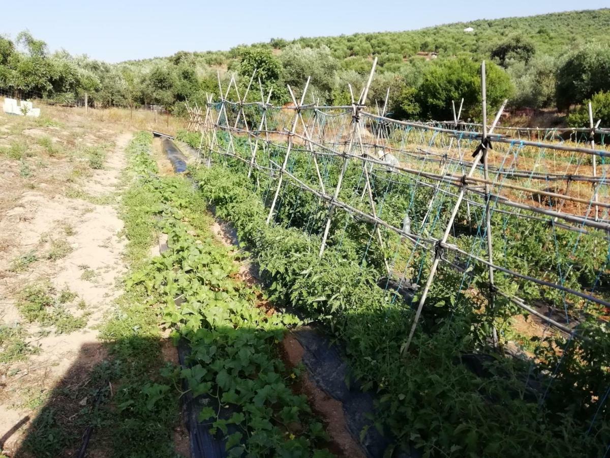 לה פואבלה דה לוס אינפאנטס Alojamiento Rural La Perdiz מראה חיצוני תמונה